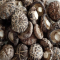 Cogumelos shiitake secos de qualidade